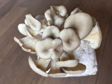 oyster mushrooms on the bag with mycelium © cadwu