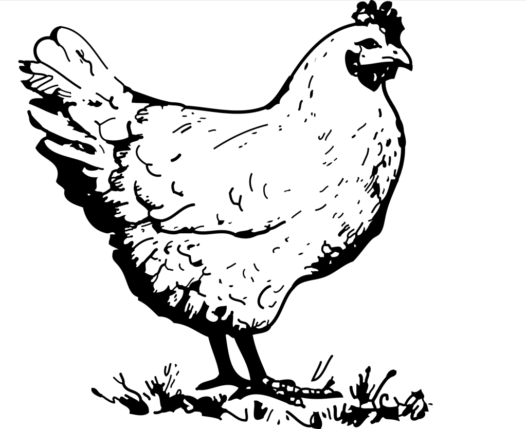 Chicken from Wikipedia Commons
